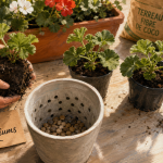 Quand planter geranium : jeunes plants en godets