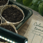 Quand semer graines de tomates : godets de terreau, graines en semis