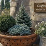 Conifère nain pour bac en terre cuite sur terrasse, genévrier bleu et conifères nains toute l’année