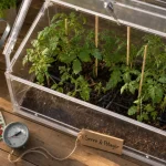 Potager serre : plants de tomates sous serre miniature