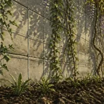 Plante pour cacher un mur : lierre et glycine grimpants sur treillage